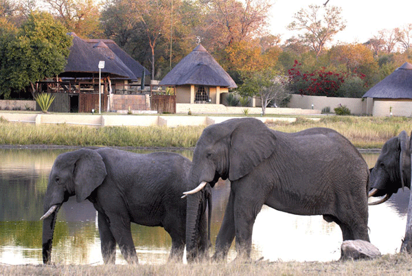 elephants at the lodge