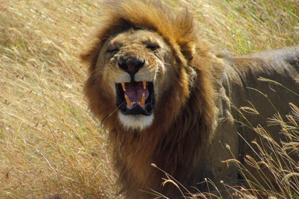 lion