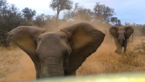 Elephant charges and collides with safari vehicle in the Kruger Park