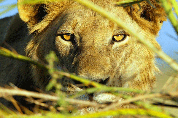 5 Ways You Can be a Part of World Lion Day 2013