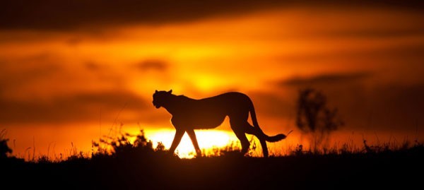 cheetah sunset