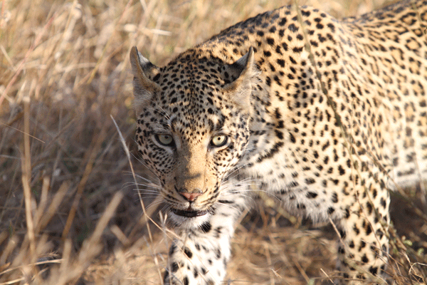 Gawie Grobler leopard