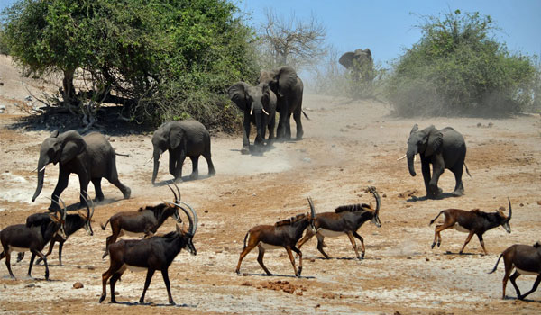 chobe elephants chasing sab