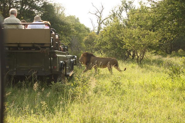 An unbeatable safari experience in the Kruger – Guest feedback by Natasha Allan