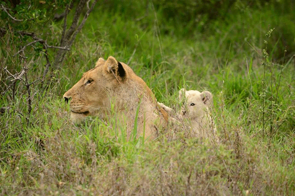 A New White Lion Cub in the Klaserie