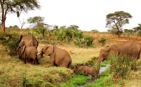 6 Days on the Kenya Rhino Migration Safari