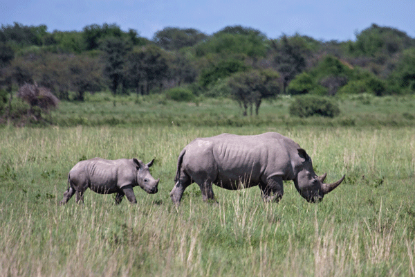 Relocating 100 Rhinos to Safety