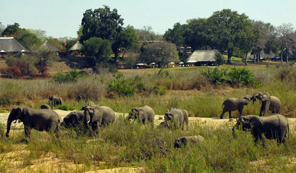 A perfect experience in the Kruger – Guest Feedback by Celeste le Roux