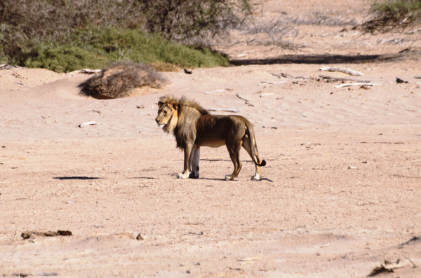 Namibia: The Guardians