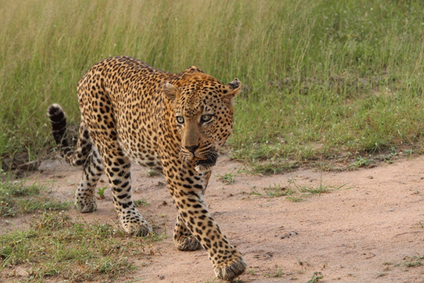 leopard lorrainescanlon ara