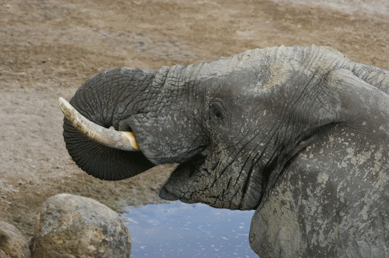 elephant leroolatau