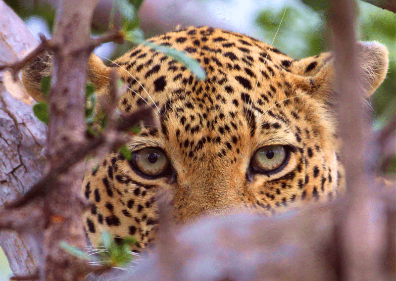 leopard africaonfoot