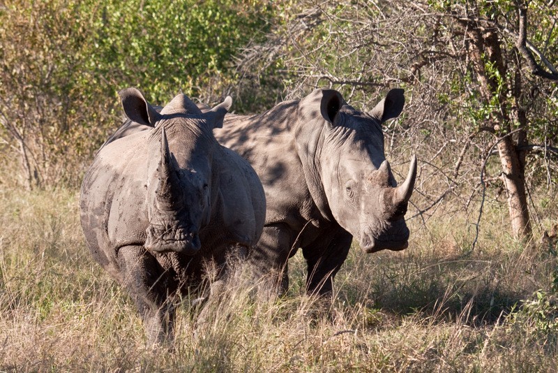 Rhino Africa on Foot Jochen