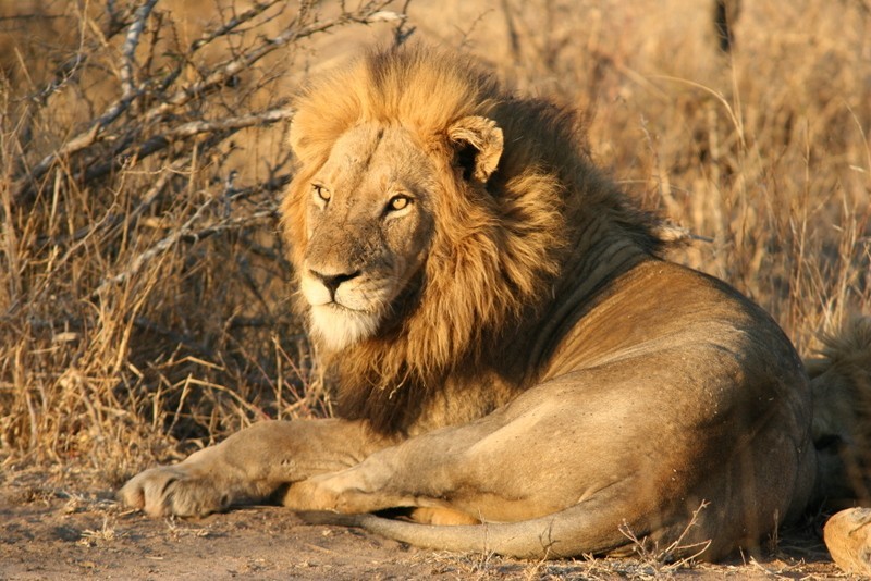 male lion resting gawie