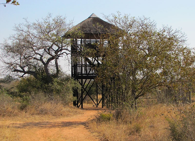 My magical night in a Kruger treehouse