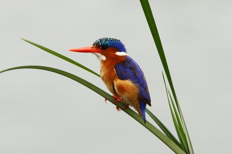 Bird Malachite Kingfisher e1413881592314