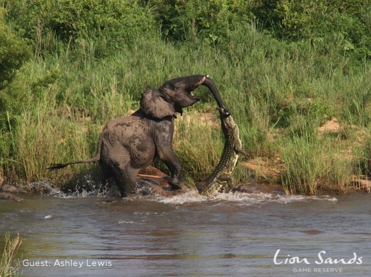Elephant vs Crocodile at Lion Sands, Kruger National Park