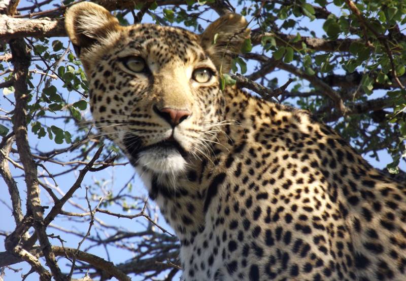 Our Team Travels: My Kruger Safari – Michelle Astbury