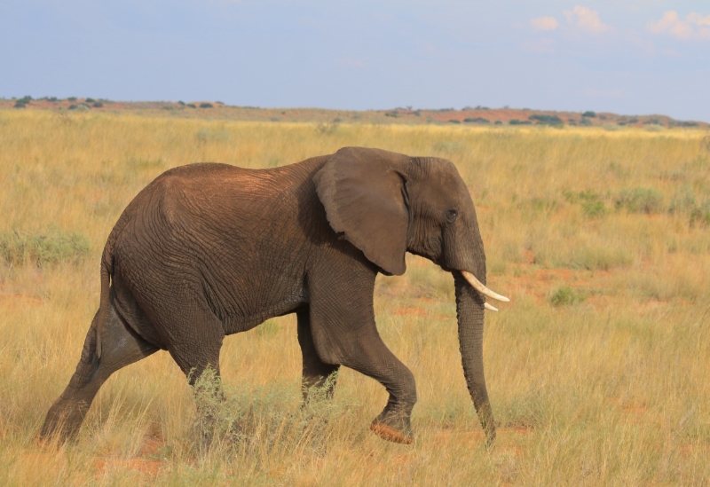 Elephant in the Kalahari!