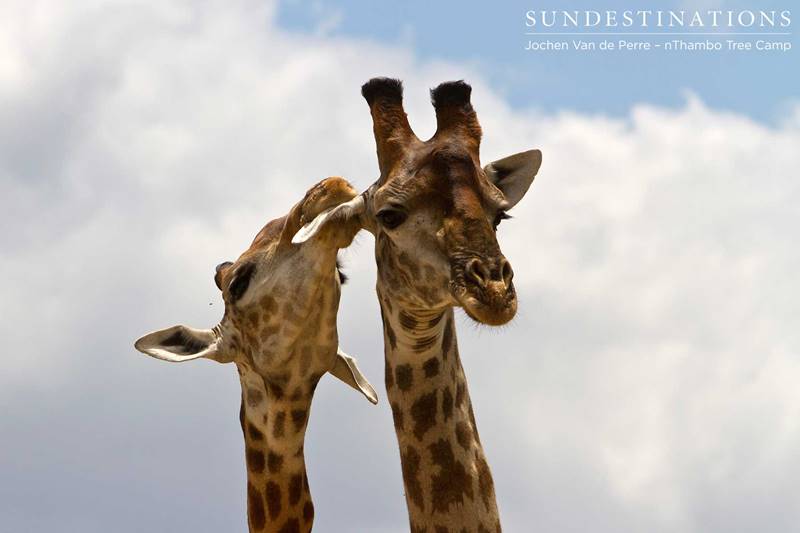 Giraffe Necking Duel in Kruger