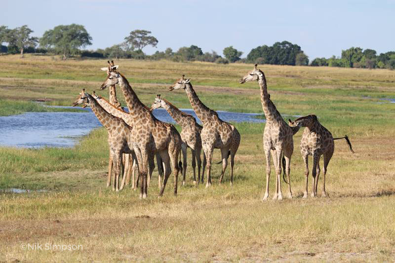 sunsafaris 6 Botswana Photographic Safari