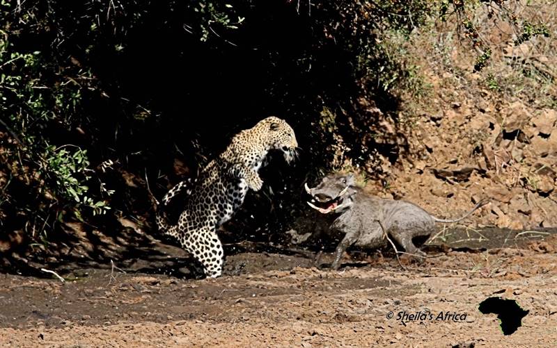 sunsafaris 6 Leopard vs Warthog in Kruger