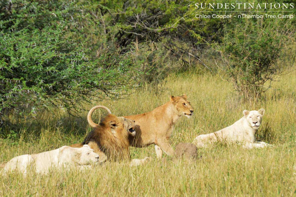 White  lioness and a Trilogy Male mating in the Klaserie!
