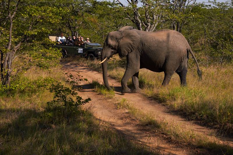 sunsafaris 1Perfect Kruger Safari