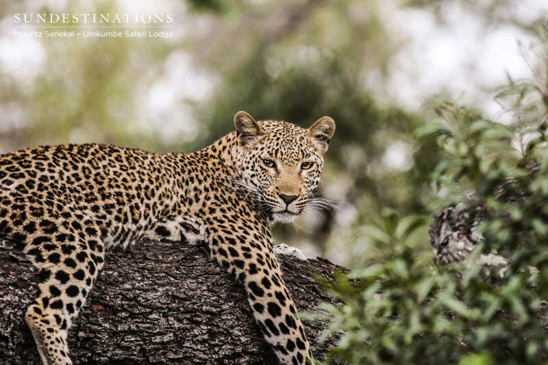 Get To Know Africa’s Big Five Safari Animals | Sun Safaris