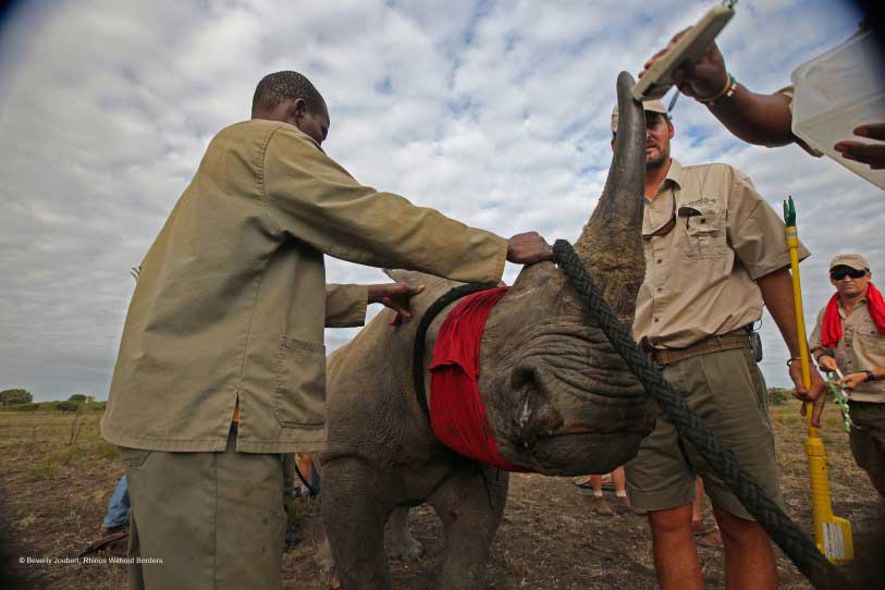 Rhinos Without Borders Feb 2015 CBS5982 Beverly Joubert1