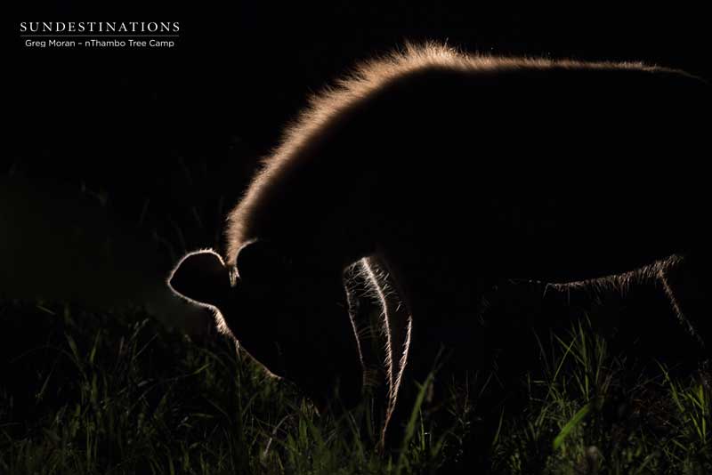 Things You Probably Didn’t Know About Hyenas