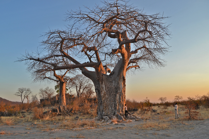 Botswana Safari at the Charming Ghoha Hills Savuti Lodge