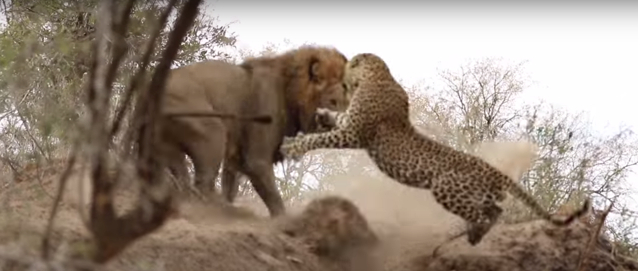 Video of Lion Attacking a Leopard at Kirkman’s Camp in Kruger