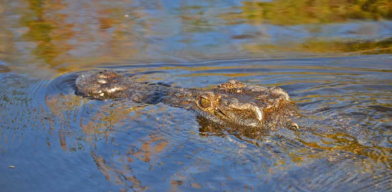OkavangoDeltaCrocodile