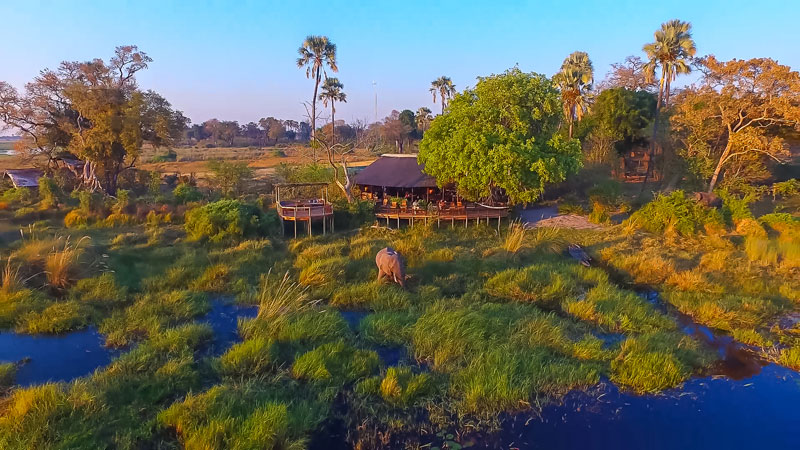 Okavango Delta is Paradise for Hippo Lovers