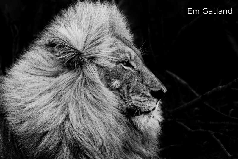 Em Gatland Wows Us with Her Black & White Wildlife Images