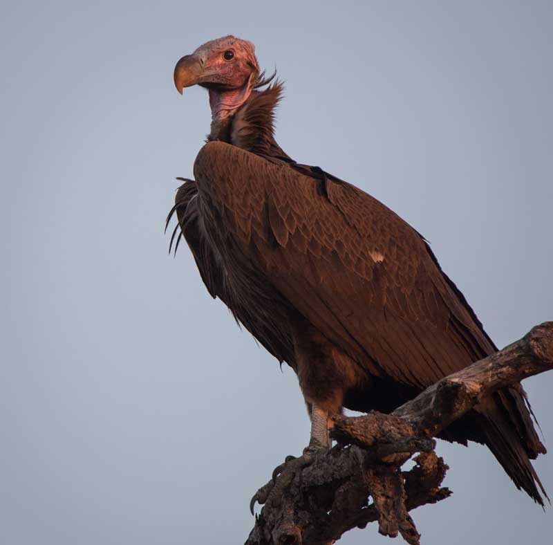 Top 3 Unfortunate Looking Birds to Spot While on Safari