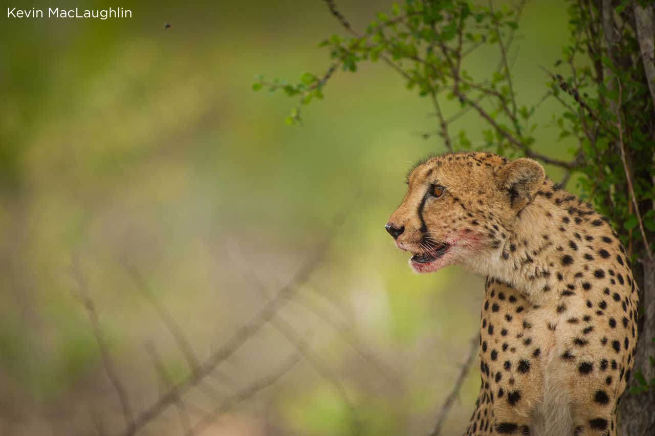 cheetah by Kevin MacLaughlin