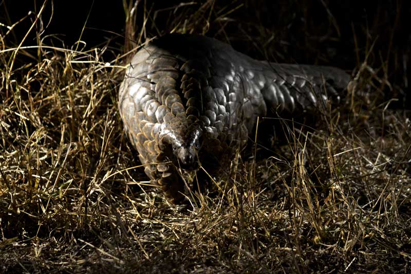 Critically Endangered Pangolin Spotted in Sabi Sand