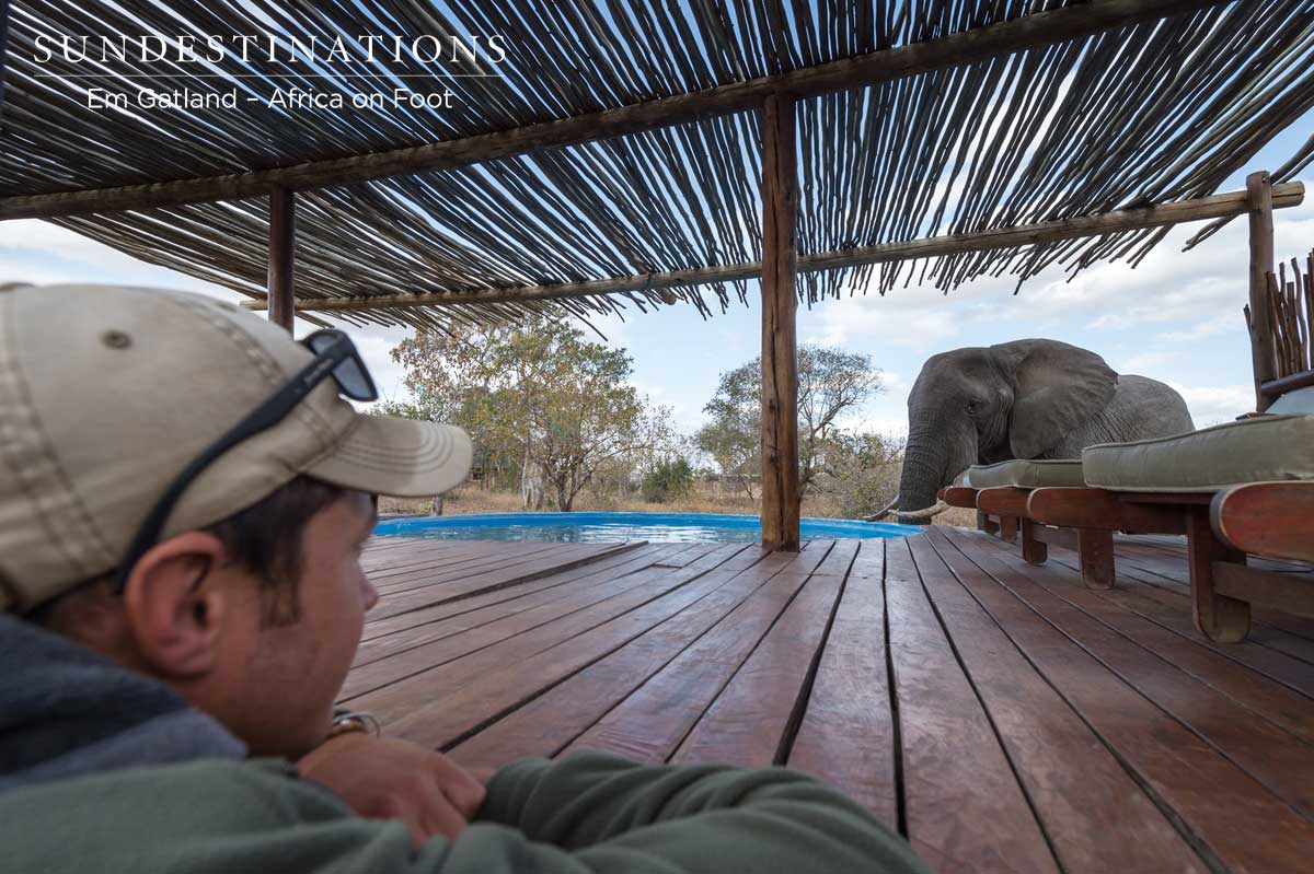 Elephants Drinking from Swimming Pool at Lodges in Klaserie