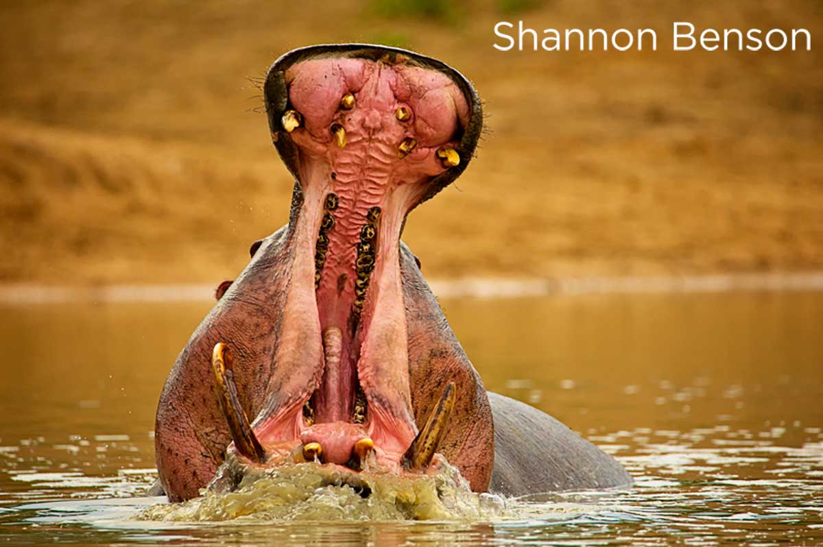 Is the Hippo One of Africa's Most Dangerous Animals? | Sun Safaris Travel  Blog
