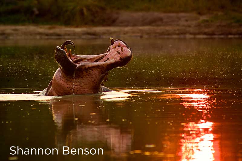 3 Facts About our Adorable and Aggressive Hippos