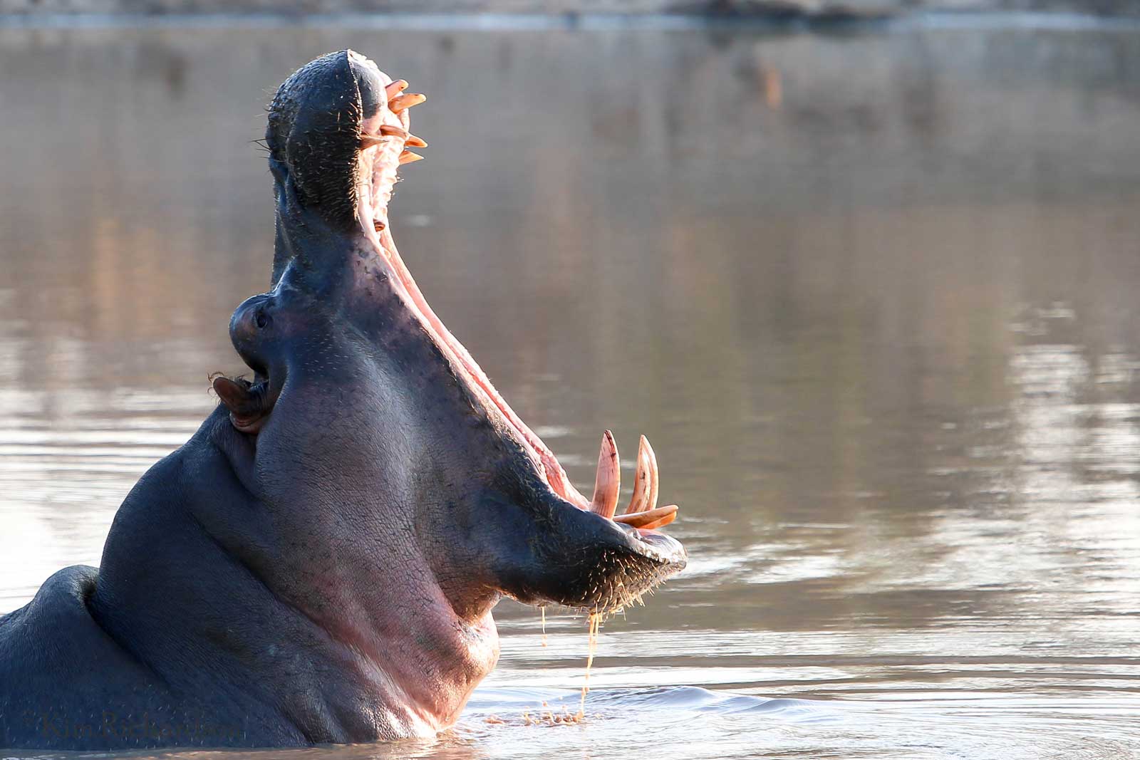 Hippo by Geraint Isitt