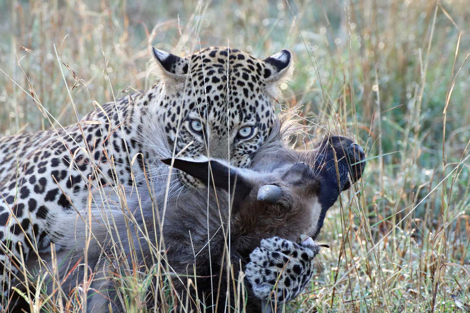 Stories from the Masai Mara: Leopard Kill in Action