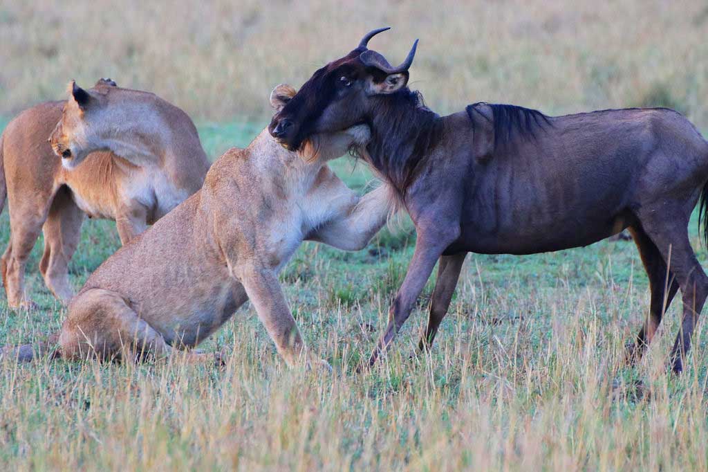 Lions kill wildebeest in Masai Mara ©Nik Simpson5
