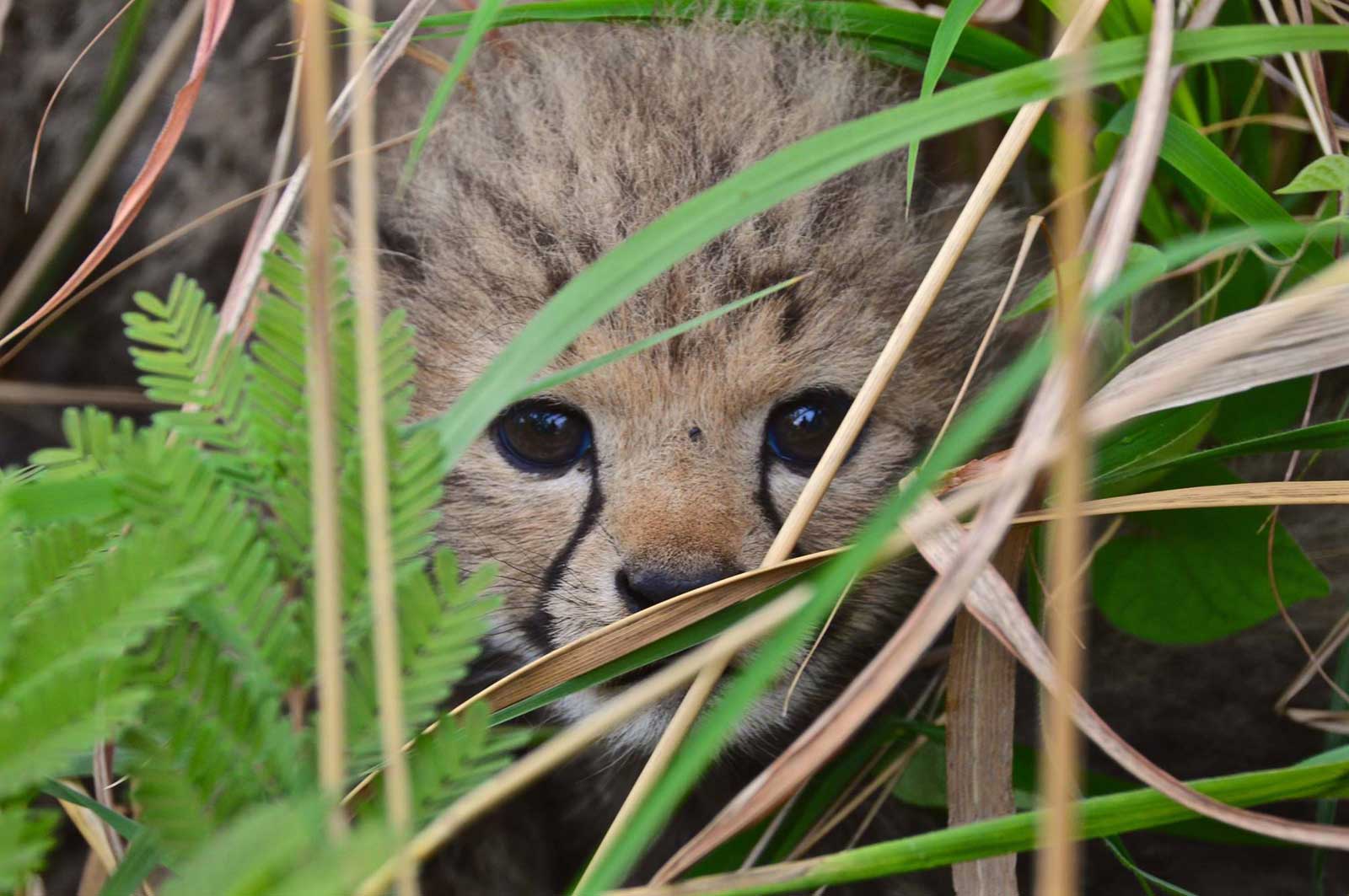 Cheetah cubs in Liwonde 2