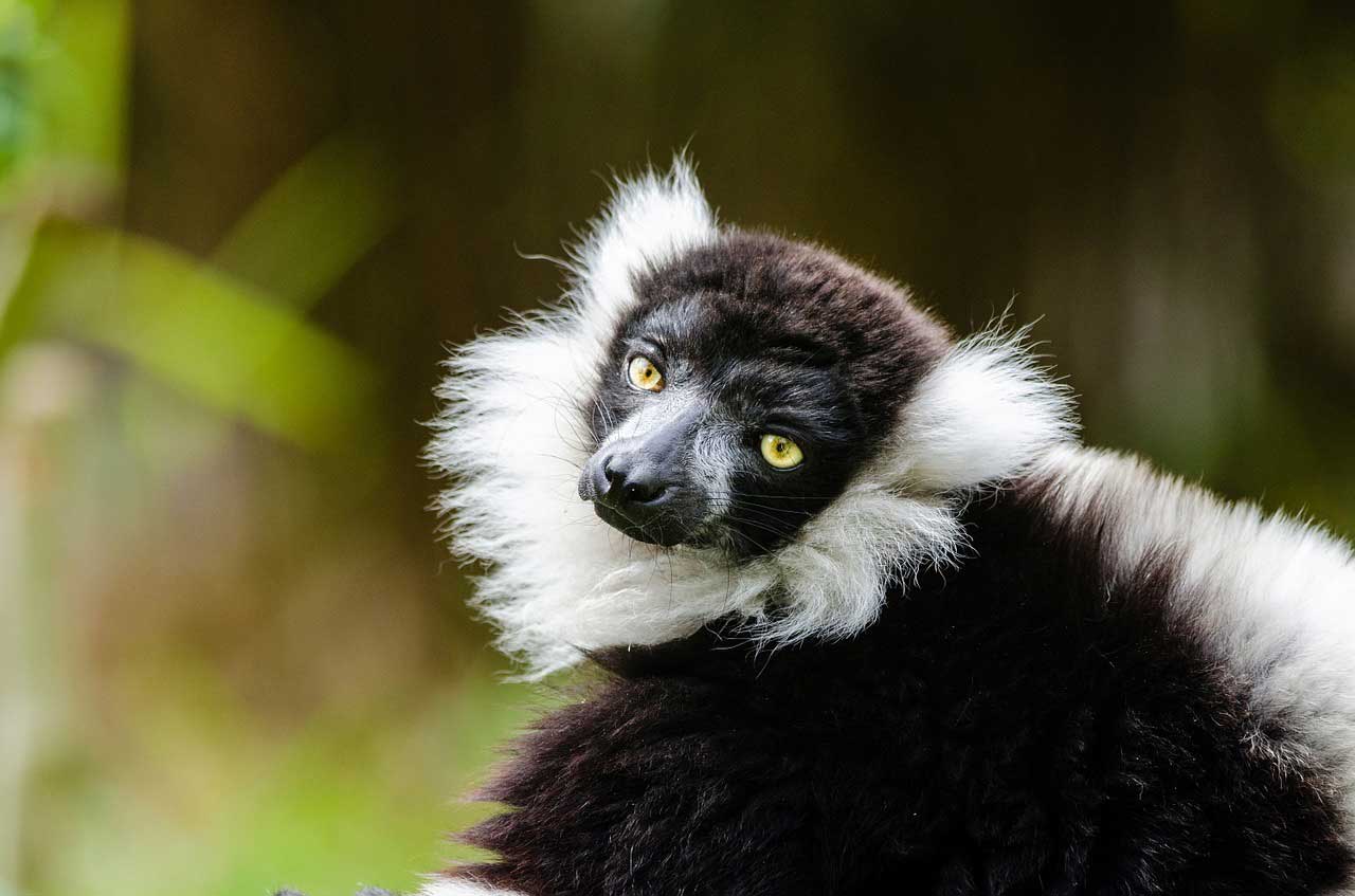 black and white ruffed lemur 985639 1280