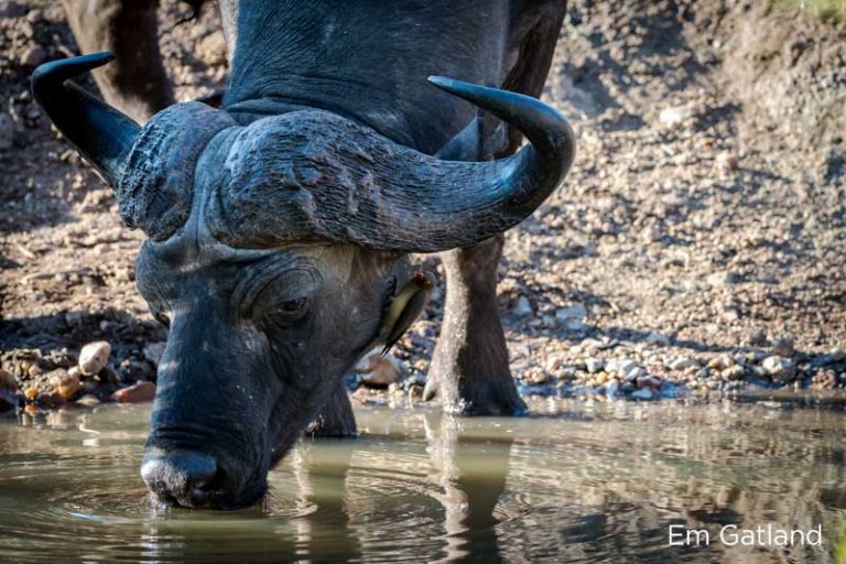 The Buffalo is the Most Dangerous of the Big Five. Here's Why. Sun