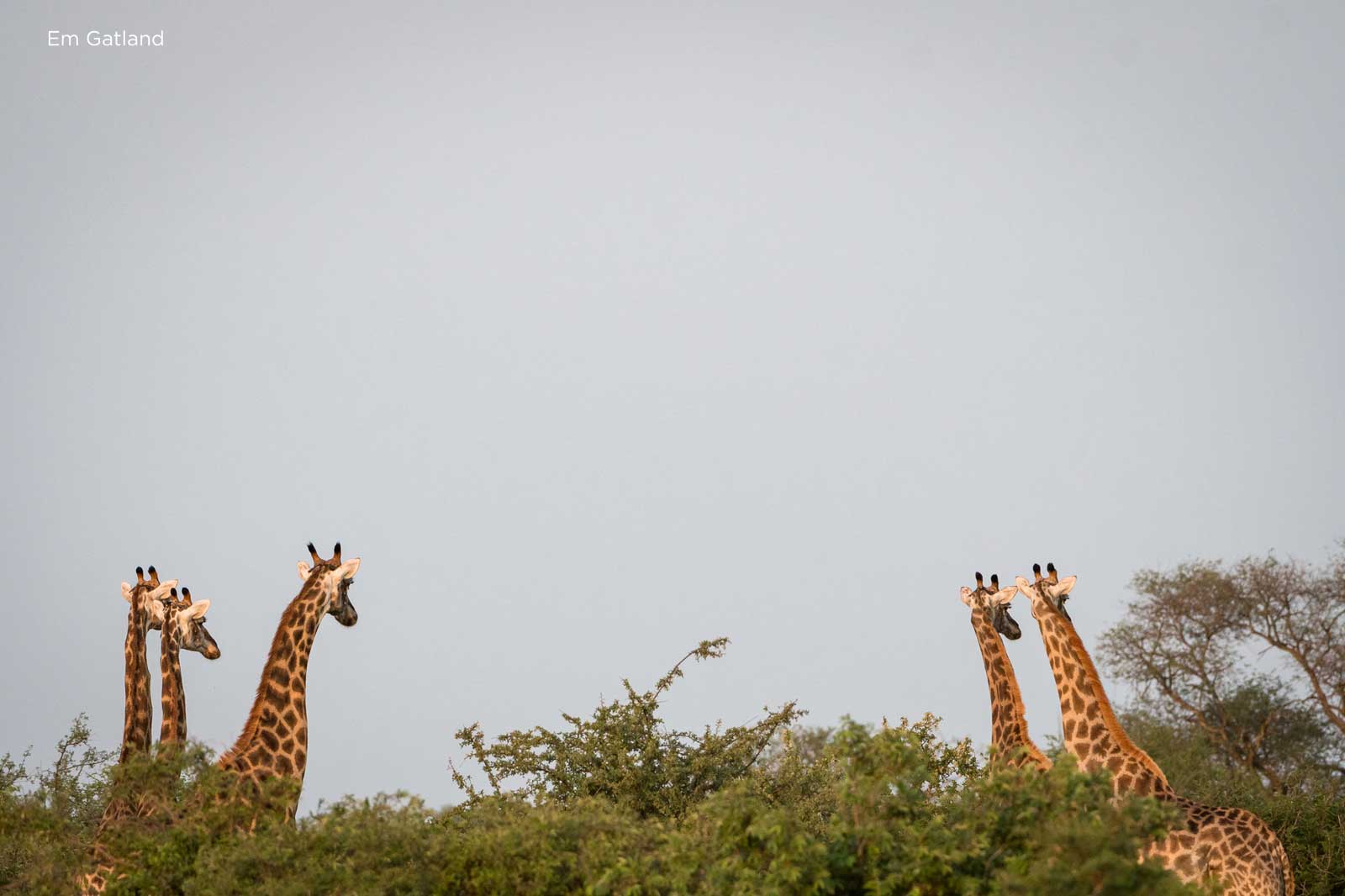 giraffe predators threats giraffe predators threats