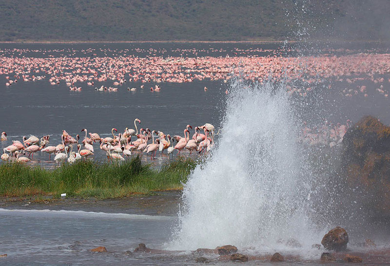 Lake Bogoria in Kenya is Pink Because of its Flamingo Population